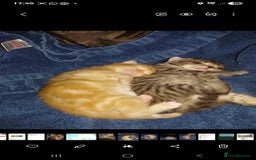 British Shorthair cats for sale: Lovely little female grey tabby kitten - Image 2