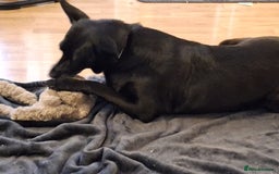 Mixed Breed dogs for adoption: 💖🐶 MARY 🐶💖 - Advert 4