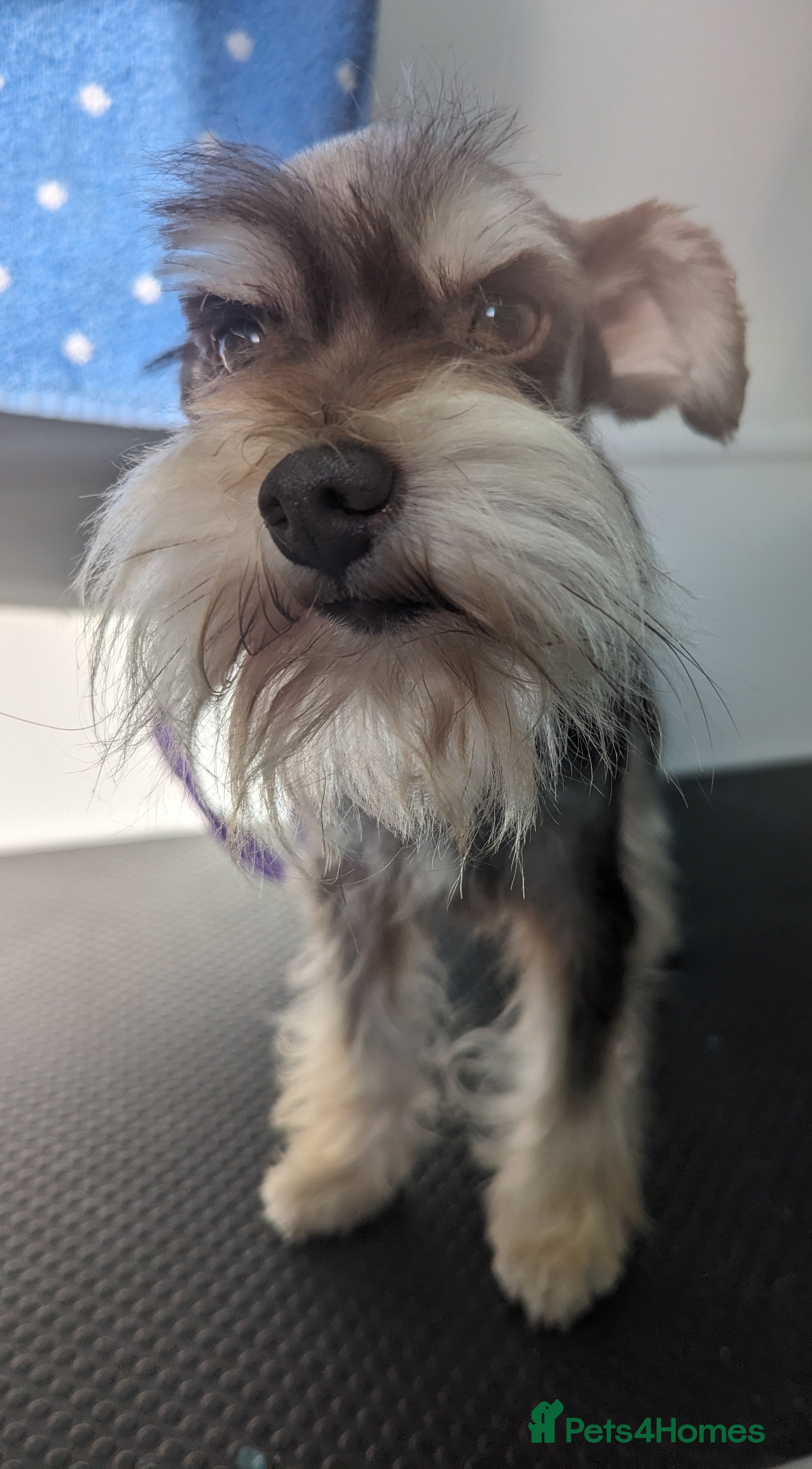 Miniature Schnauzer dogs RARE USA miniature schnauzer  in Wisbech - Advert 1