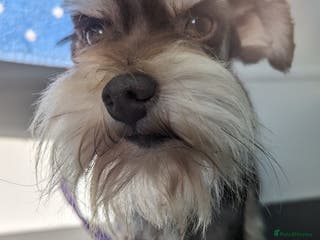 Miniature Schnauzer dogs RARE USA miniature schnauzer in Wisbech - Advert 1