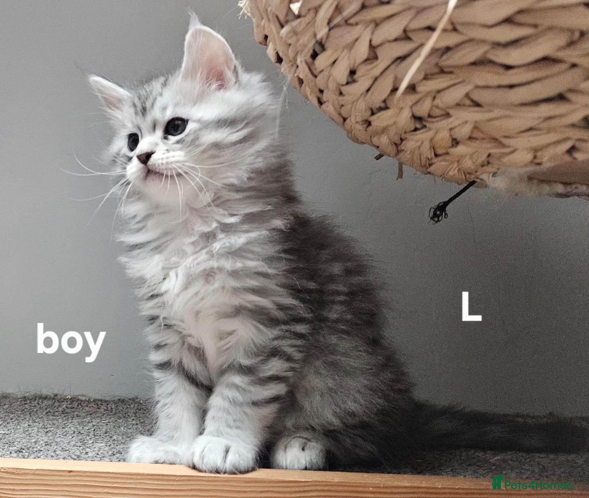 Maine Coon cats for sale: Large Maine Coon kittens regd European bloodline - Advert 16