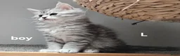 Maine Coon cats for sale: Large Maine Coon kittens regd European bloodline - Advert 4