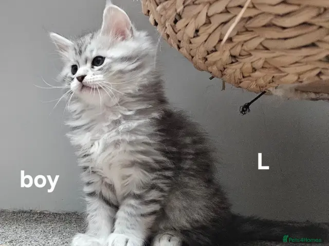 Maine Coon cats for sale: Large Maine Coon kittens regd European bloodline - Advert 16