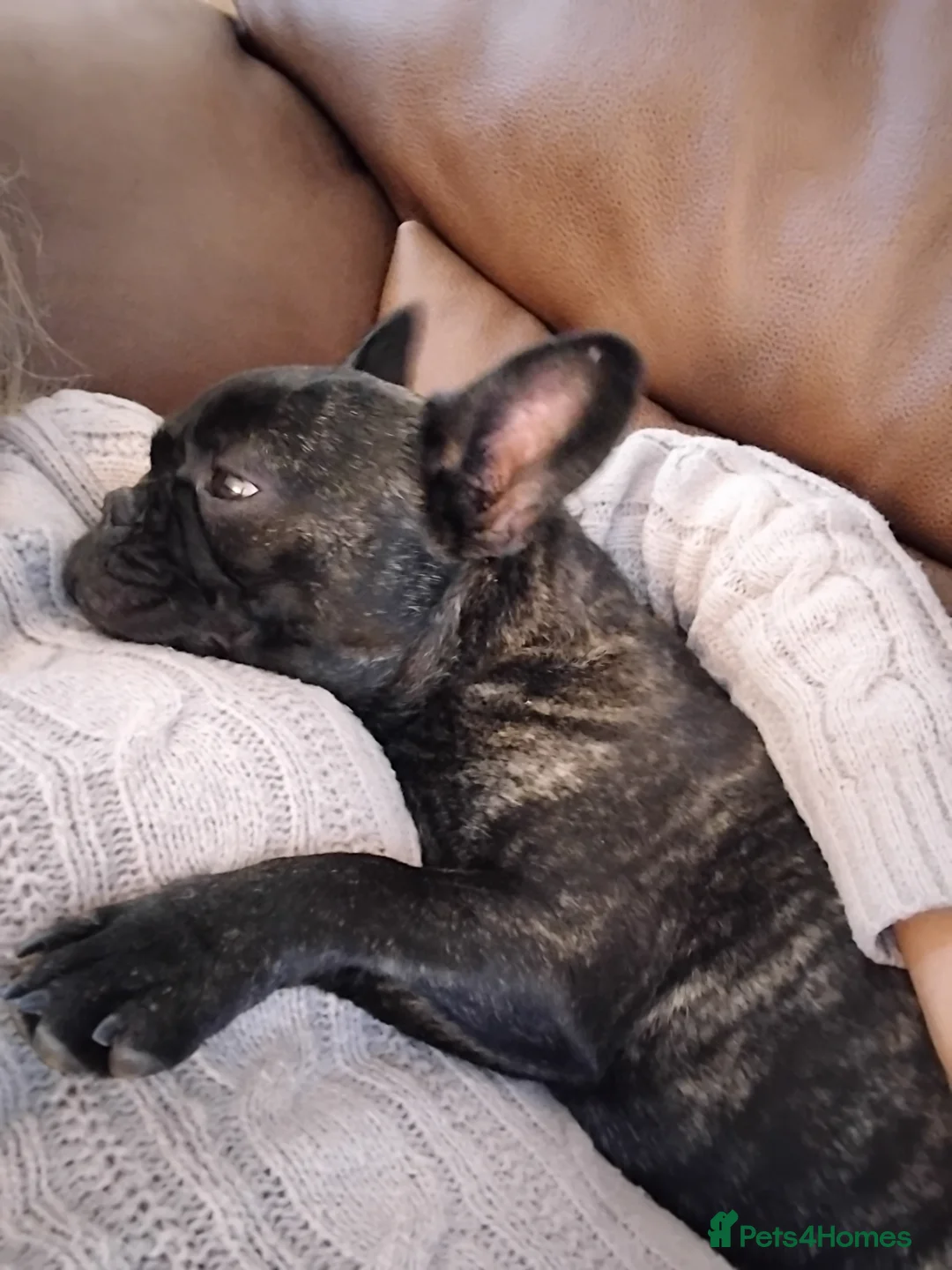 French Bulldog dogs for sale: French bulldog female 11mth old brindle  - Advert 6