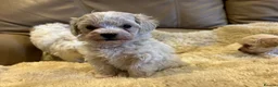 Maltipoo dogs for sale: Stunning little Maltipoo puppies  - Advert 10