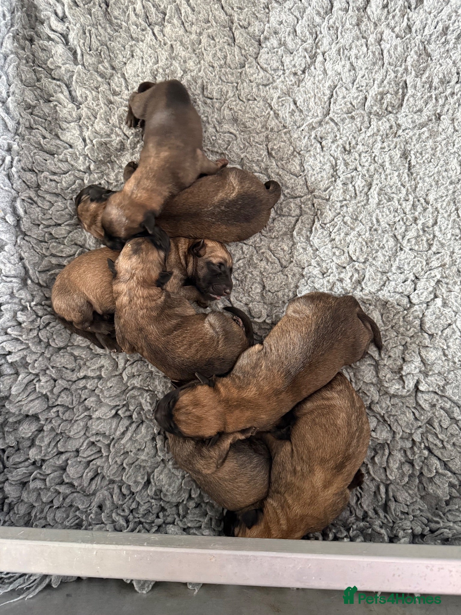 Belgian Shepherd Dog dogs Kc registered Belgian Malinois  - Advert 15