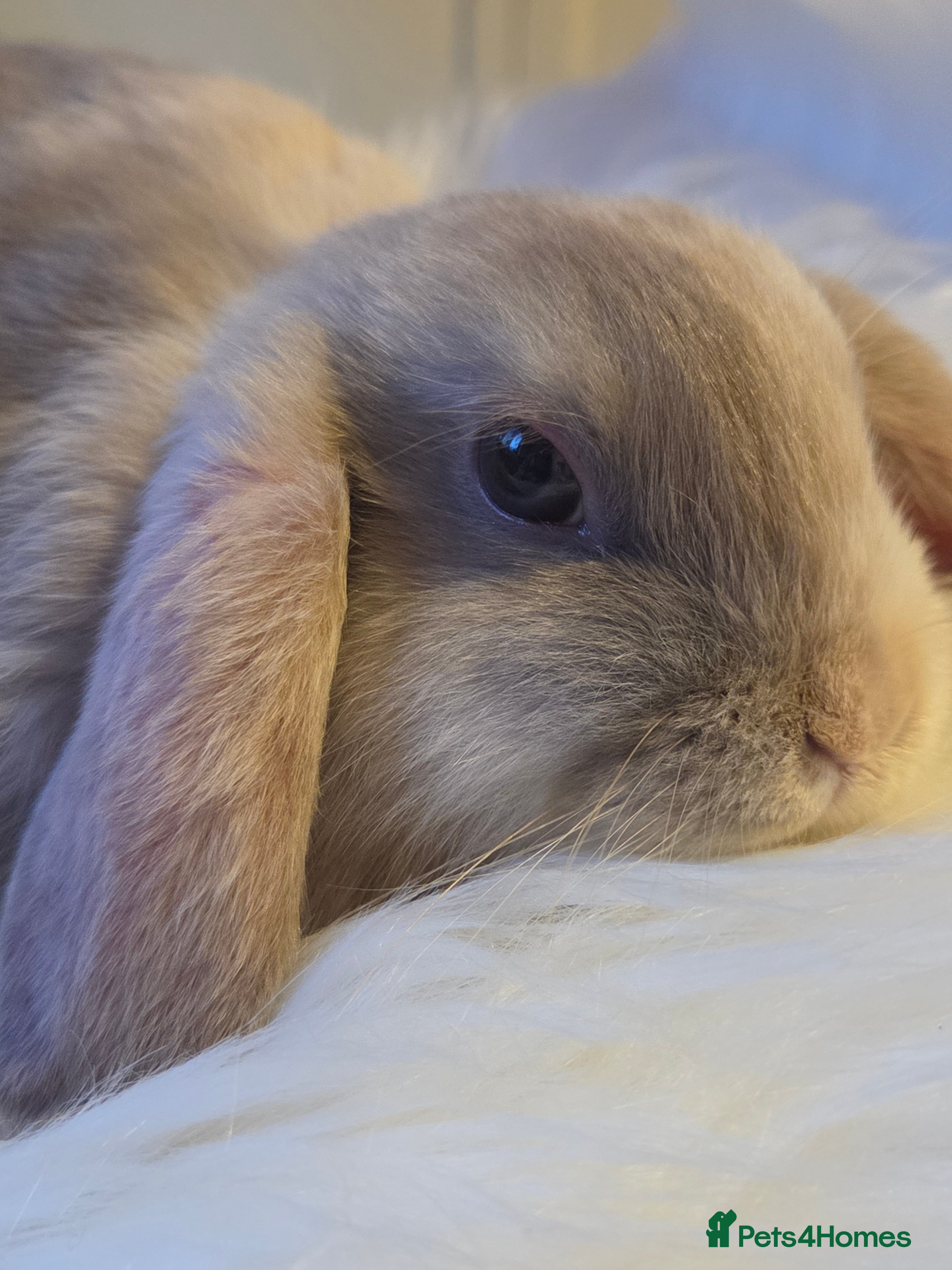 Mini Lop rabbits Beautiful mini lops - Advert 3