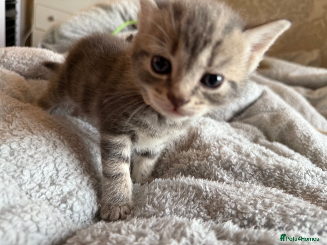 Maine Coon cats for sale: 4 gorgeous girl cats  - Image 9