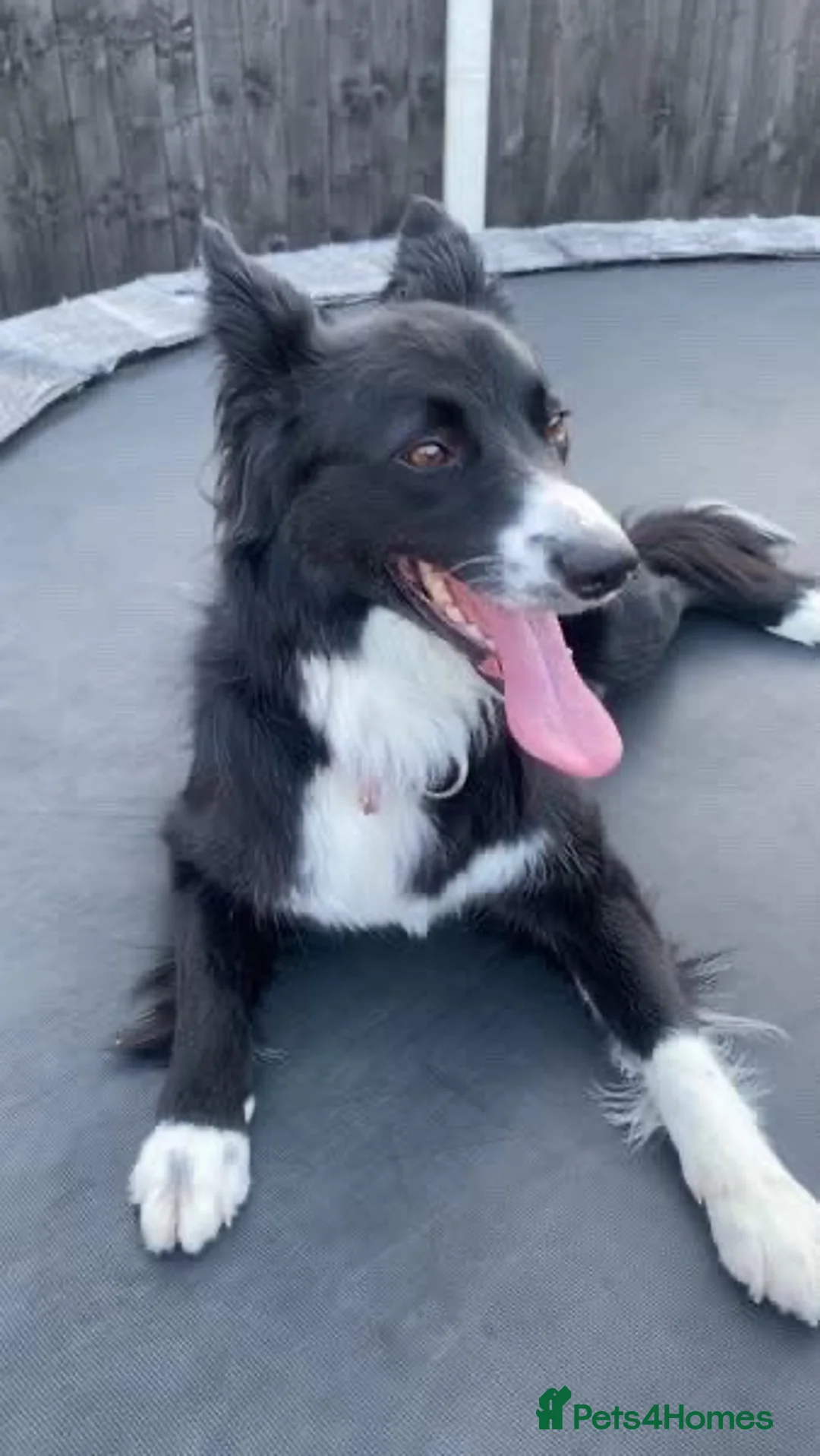 Mixed Breed dogs for sale: Rosie  in Shrewsbury - Advert 2