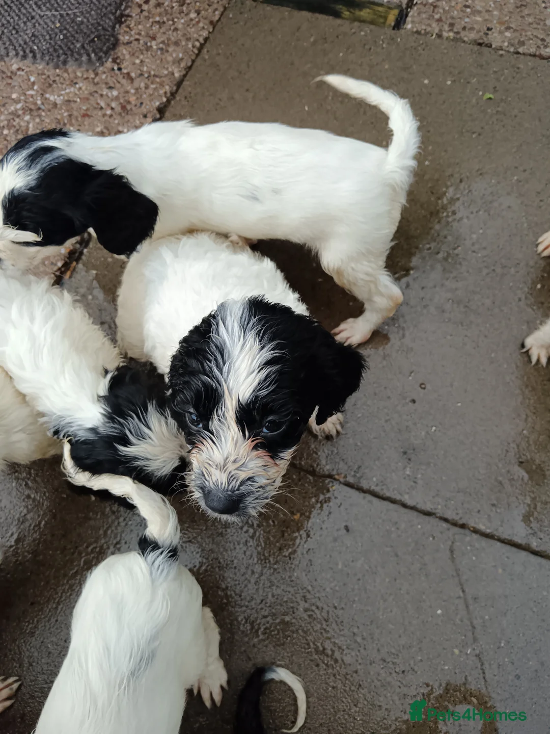 Mixed Breed dogs for sale: Springer poo puppies 9 weeks old  - Advert 18