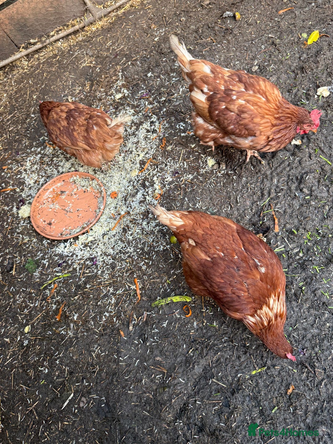 Chickens poultry for sale: 2 lohman brown need to be rehomed  - Advert 4