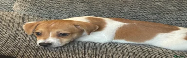 Jack Russell 1