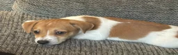 Jack Russell dogs for sale: Gorgeous Jack Russell Puppies - Advert 5