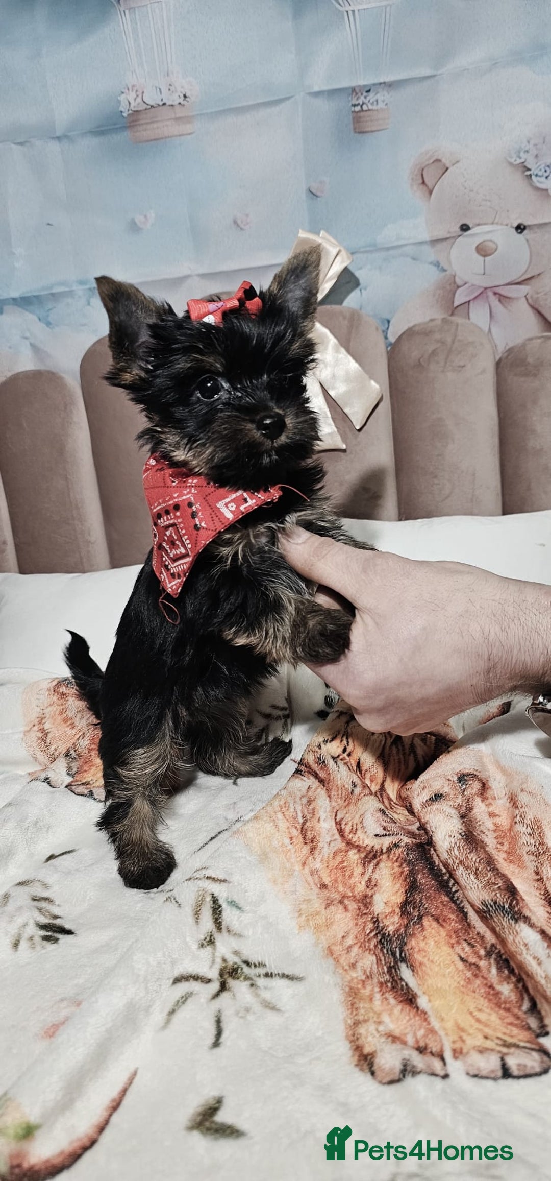 Yorkshire Terrier dogs for sale: Tiny miniature Yorkshire terriers - Advert 22