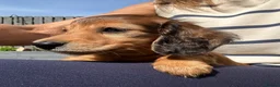 Miniature Dachshund dogs for sale: Mini Long Haired Daschund 2 girls left - Advert 4