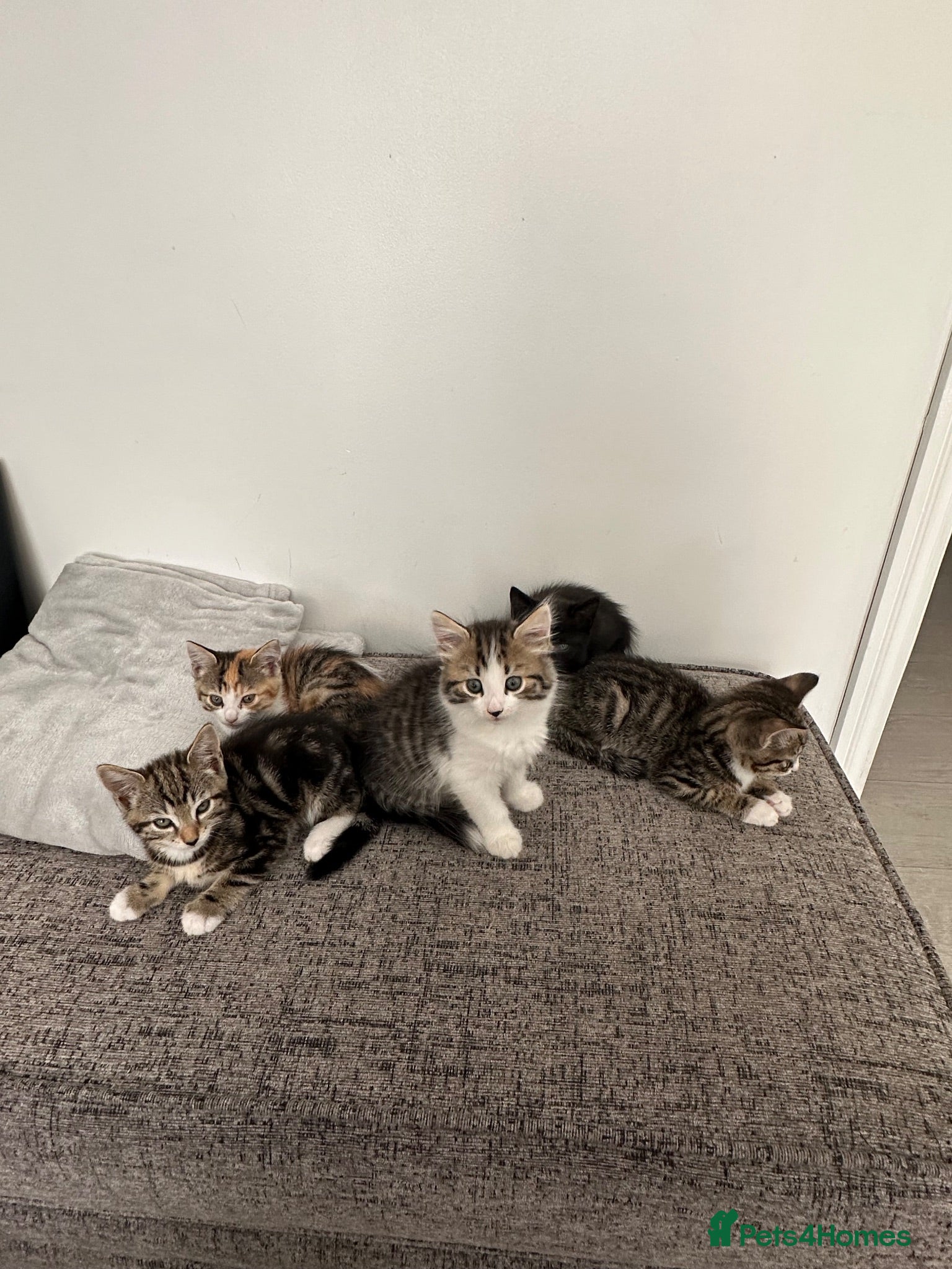 Mixed Breed cats Adorable kittens ready for new homes  - Advert 1