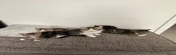 Mixed Breed cats for sale: Available 2 Kittens White/Black Ready for Homes - Advert 5