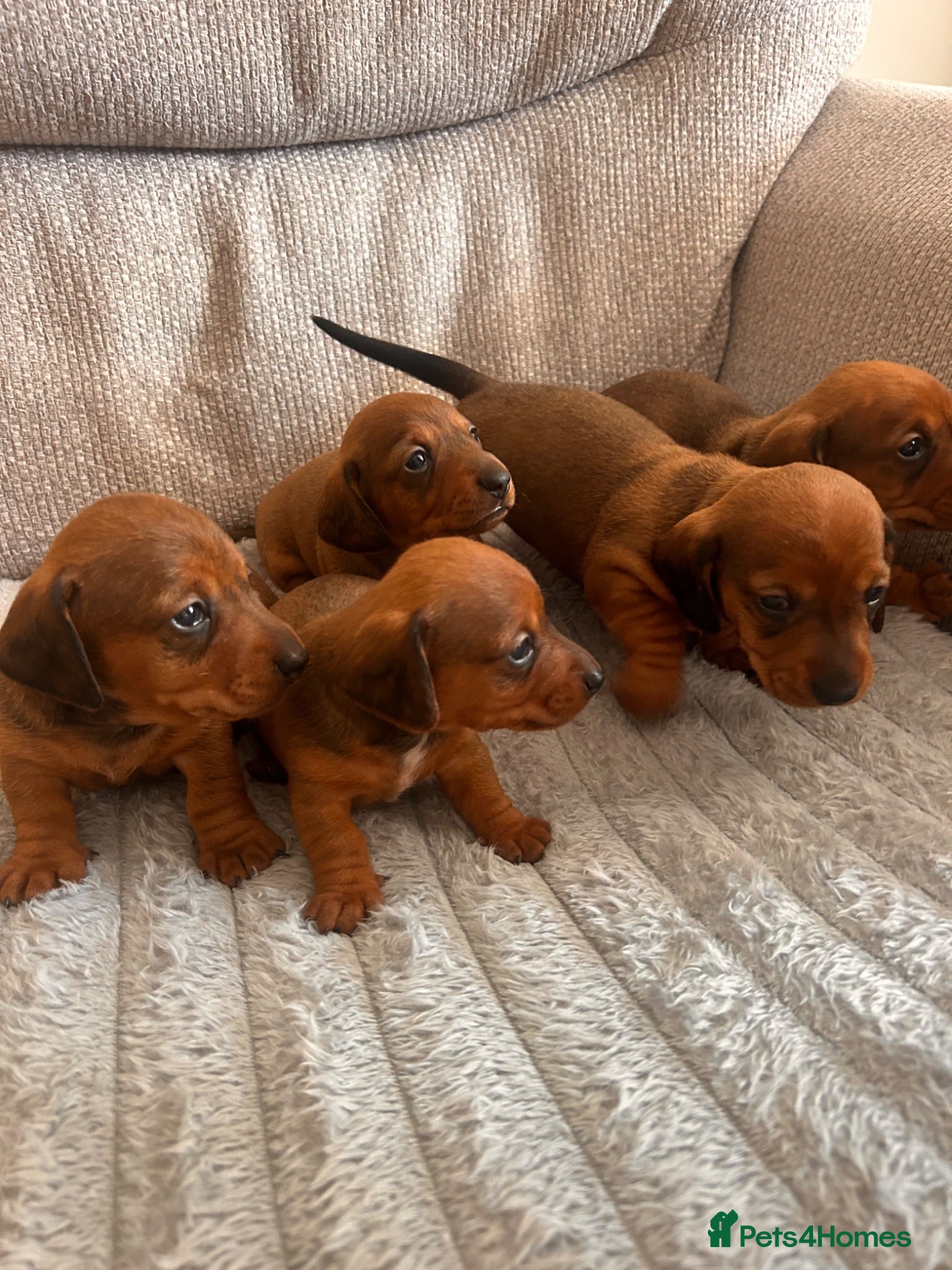 Miniature Dachshund dogs Miniature dachshund puppies  - Advert 1