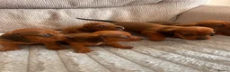Miniature Dachshund dogs for sale: Miniature dachshund puppies  in Treharris - Advert 1