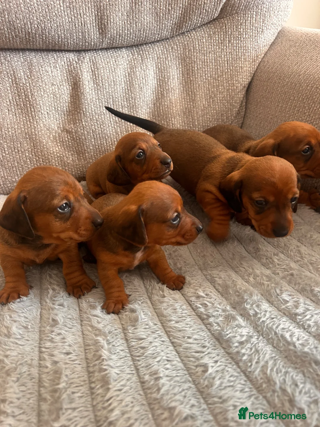 Miniature Dachshund dogs for sale: Miniature dachshund puppies  in Treharris - Advert 1