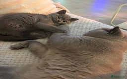 British Shorthair cats for sale: Prudence & pipers babies - Image 11