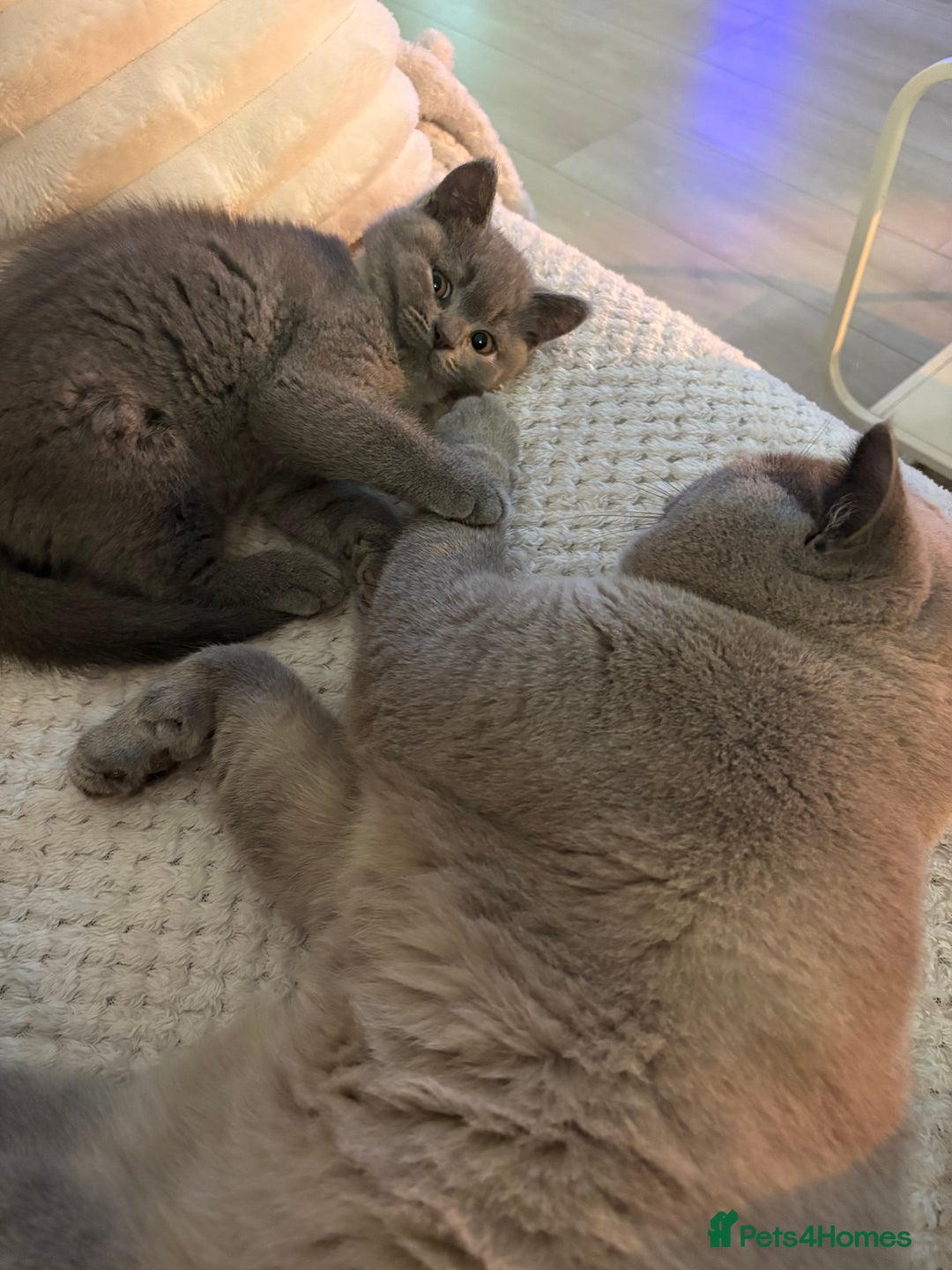 British Shorthair cats for sale: Prudence & pipers babies - Image 11