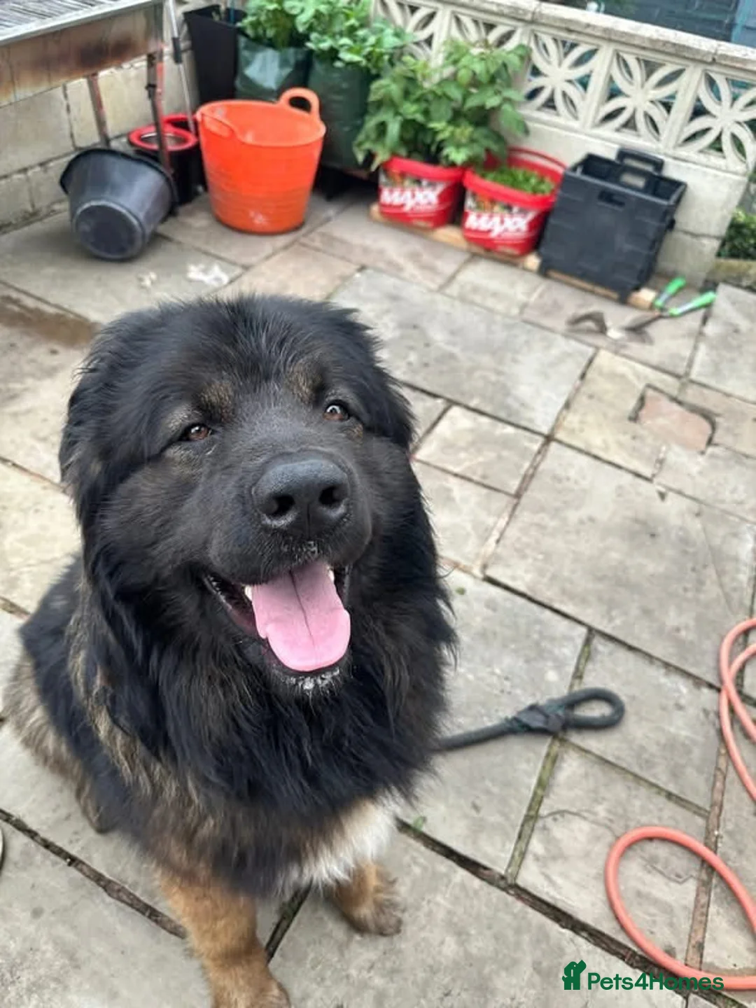 Mixed Breed dogs for sale: Caucasian shepherd x american akita in Burnley - Advert 2