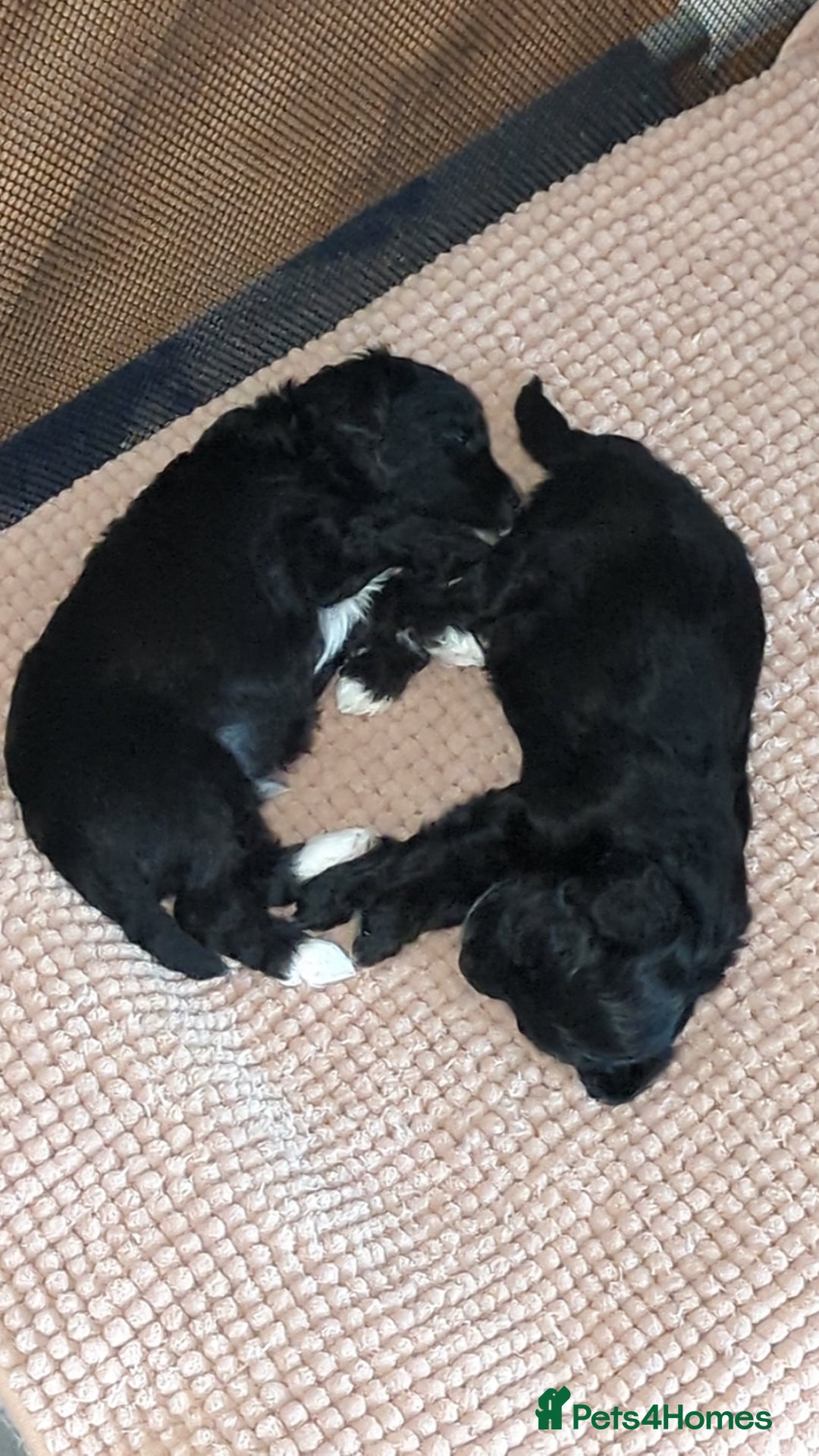 Maltipoo dogs for sale: Maltipoo  - Image 6