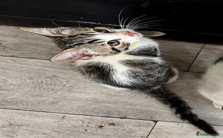 Mixed Breed cats - Advert 11