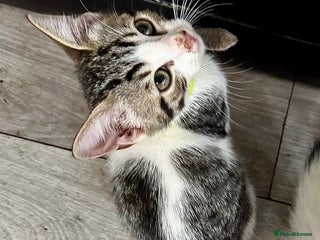 Mixed Breed cats - Advert 3