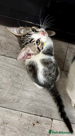 Mixed Breed cats 5 Cute Kittens Ready for New Homes!! 🐾 - Advert 16