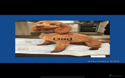 Cockapoo dogs for sale: 🐾STUNNING COCKERPOO F1 health tested parents 🐾 - Image 7
