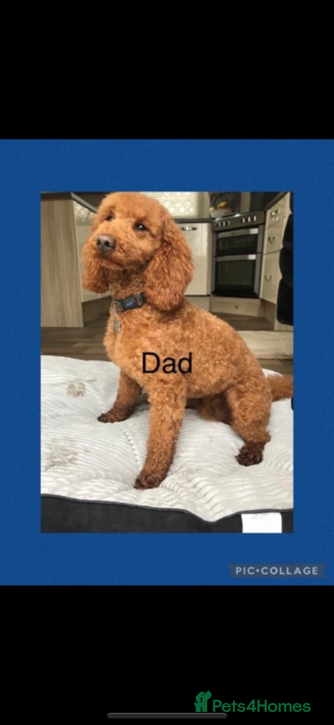 Cockapoo dogs for sale: 🐾STUNNING COCKERPOO F1 health tested parents 🐾 - Image 7