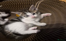 Mixed Breed cats for sale: 5 beautiful kittens  - Image 7