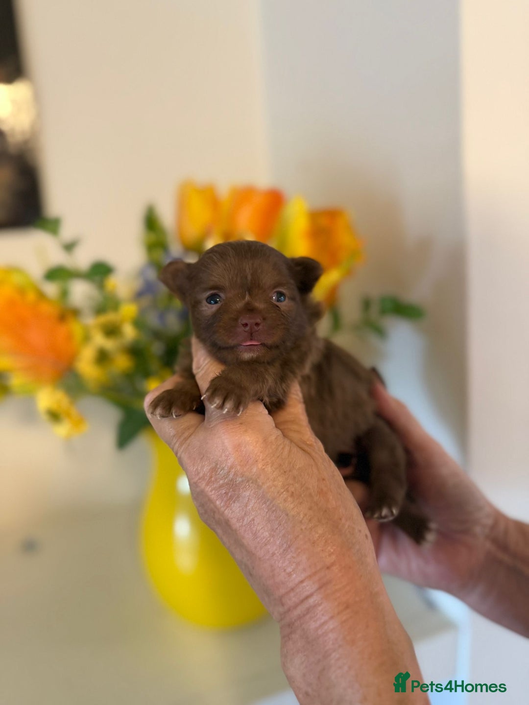 Pomeranian dogs for sale: POMERANIAN FEMALE KENNEL CLUB REGISTERED 🧸 FACES - Advert 15