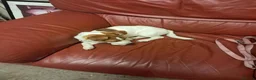 Jack Russell dogs for sale: Betty. 6 months old. in Leyland - Advert 6