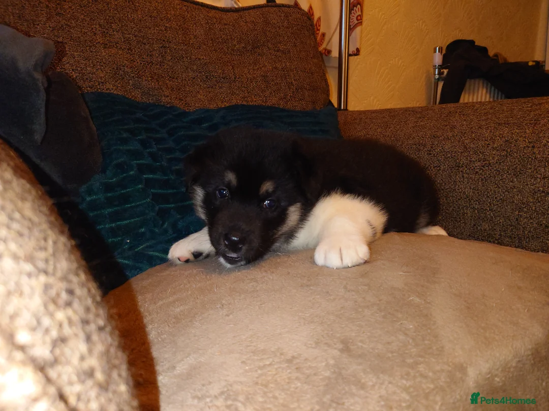 Mixed Breed dogs for sale: Siberian Husky x (Alaskan Malamute x English Bull) - Advert 18