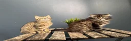 Mixed Breed cats for sale: Beautiful bonded pair of kittens (boy and girl) in Oldbury - Advert 4