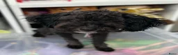 Toy Poodle dogs for sale: Little toy poodle  - Advert 10