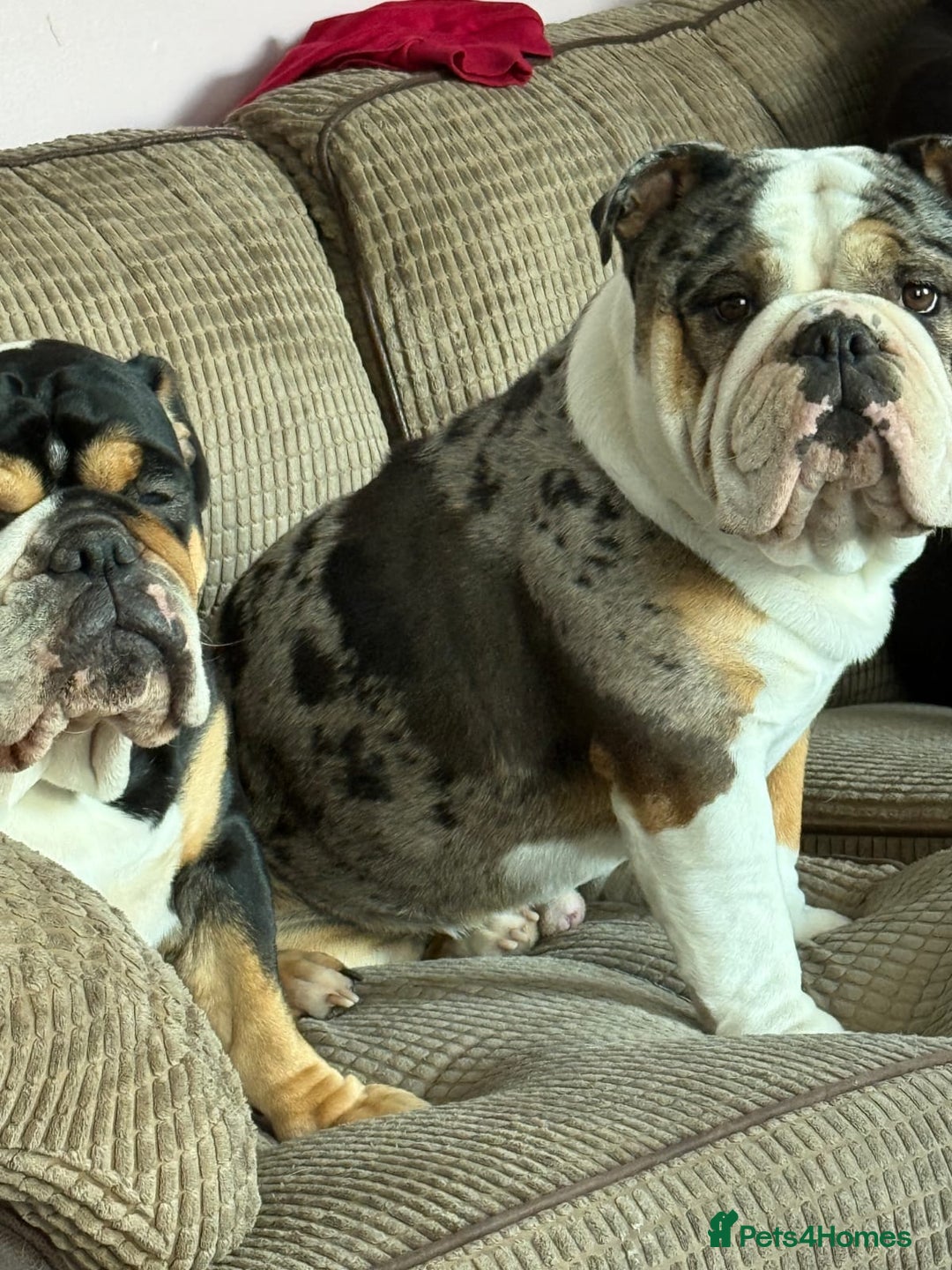 English Bulldog dogs for sale: 2 year old english bulldog - Image 3