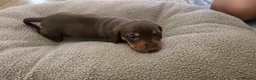 Miniature Dachshund dogs for sale: Miniature dashhound  - Advert 14
