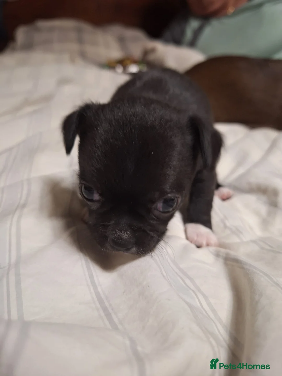 Chihuahua dogs for sale: Three beautiful chihuahuas - Advert 8