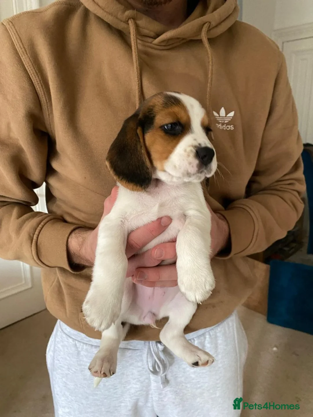 Beagle dogs for sale: Beagle chunky beagle pups for sale - Advert 10