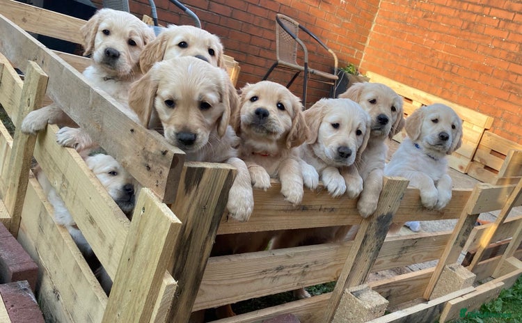 Golden Retriever dogs - Advert 6