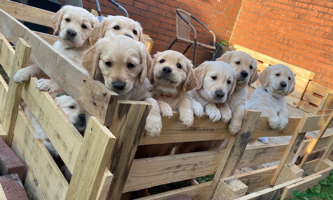 Golden Retriever dogs for sale: Golden retriever puppies!  - Image 1