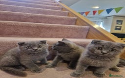 Scottish Fold cats for sale: 1 BSH Boy AVAILABLE. in Sheffield - Image 10