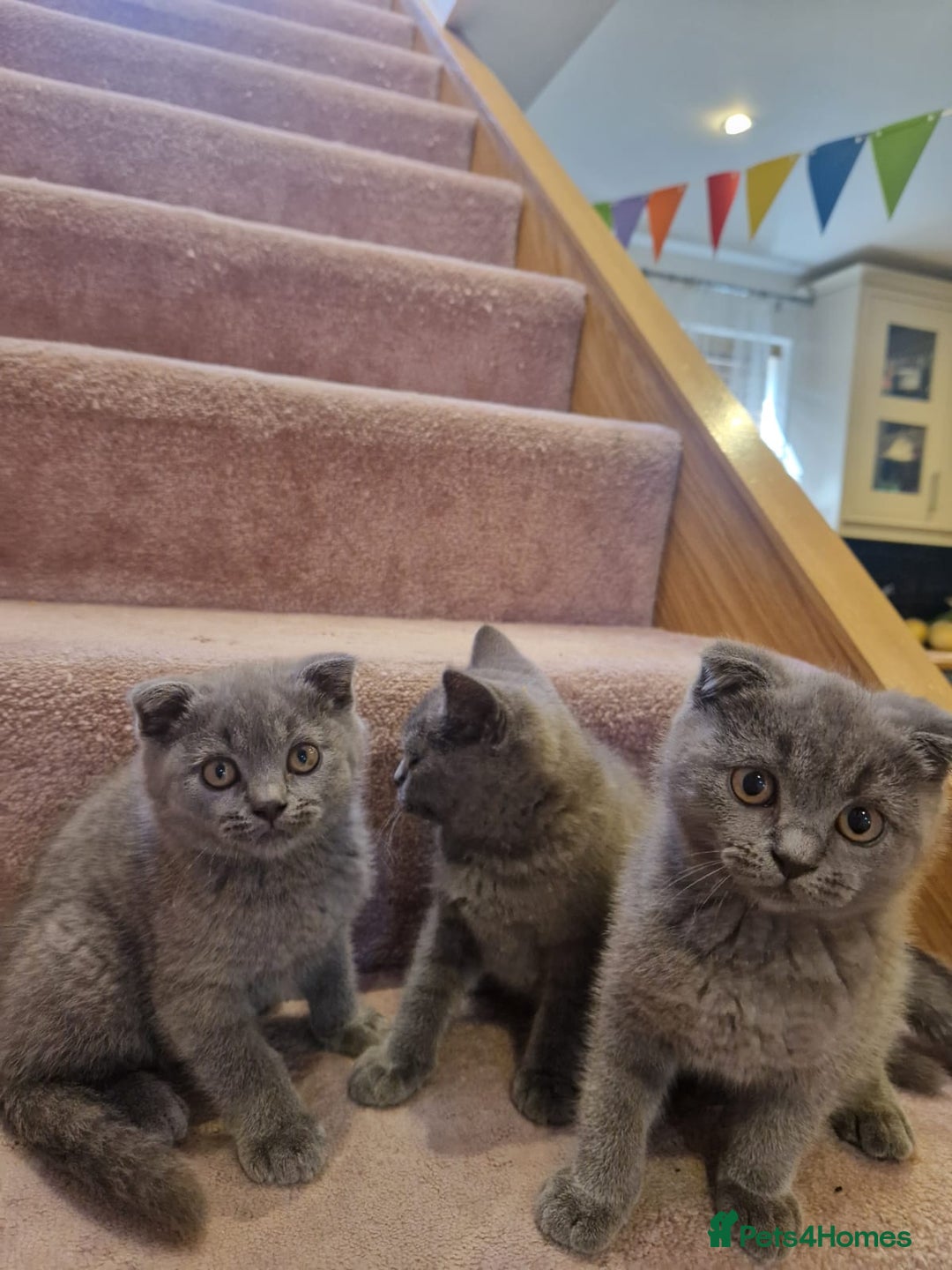 Scottish Fold cats for sale: 1 BSH Boy AVAILABLE. in Sheffield - Image 10