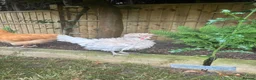 Chickens poultry for sale: Bantam prized polish cockerel  in Watlington - Advert 1
