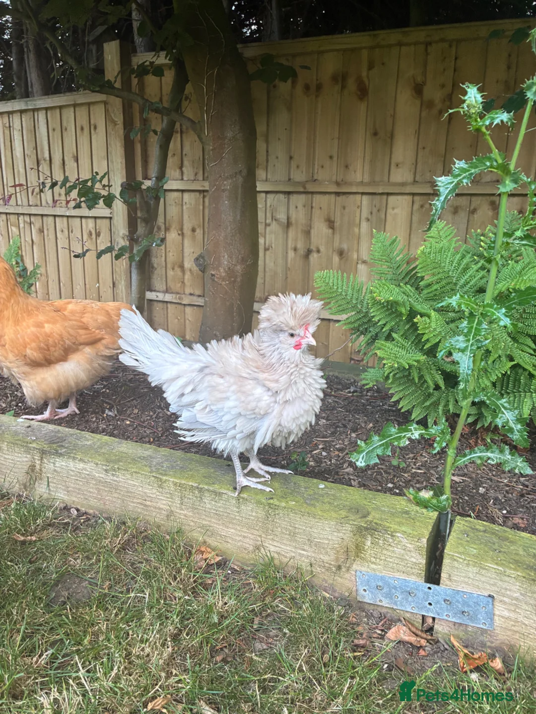 Chickens poultry for sale: Bantam prized polish cockerel  in Watlington - Advert 1