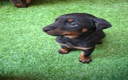 Dobermann dogs for sale: Rottweiler/Doberman  - Image 9